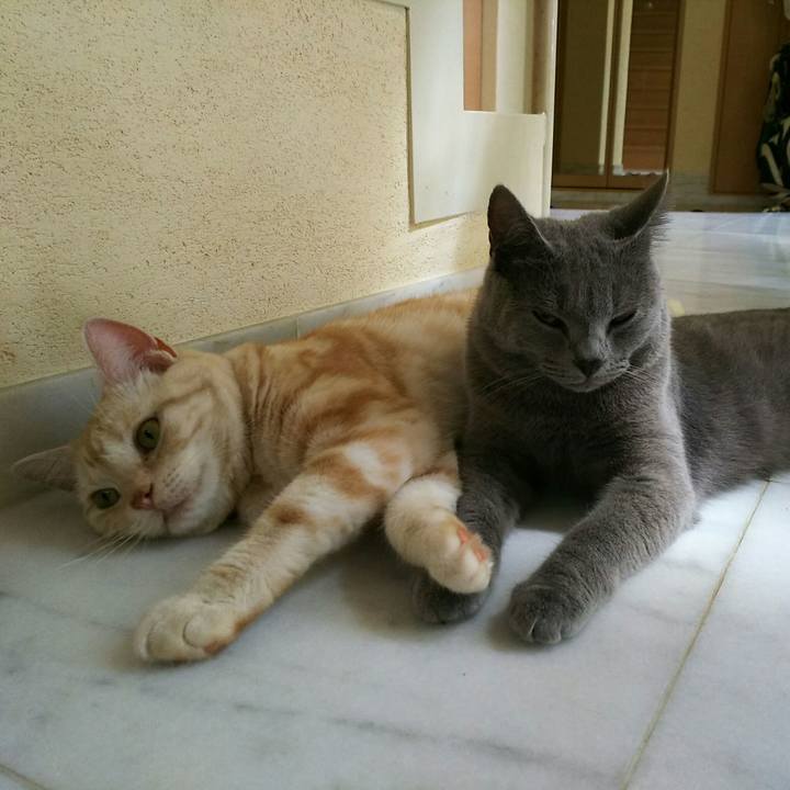 A91cc1b3 74a4 49ea bfb6 9c2f684a8b43