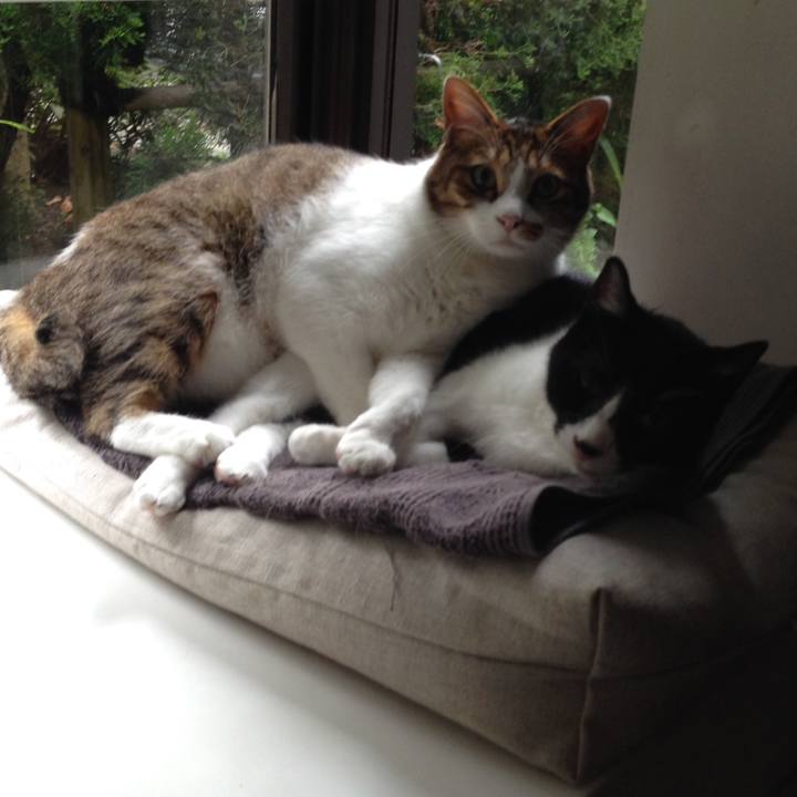 A925f8a3 344e 4fcf b071 47b904b831a1