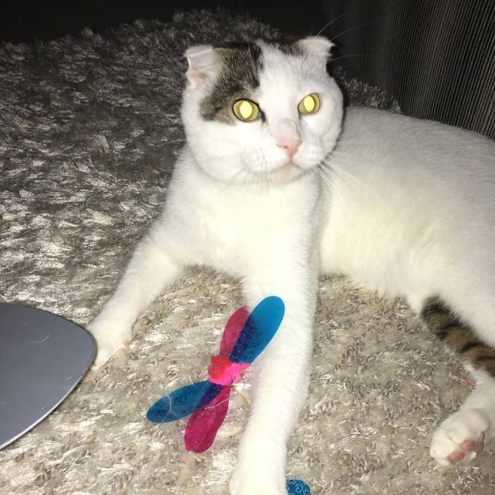 A92980a5 71ea 4f90 a484 d21d844f96d2