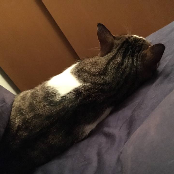 A92a05f4 d9da 4993 b4ab 20ce402baf7b