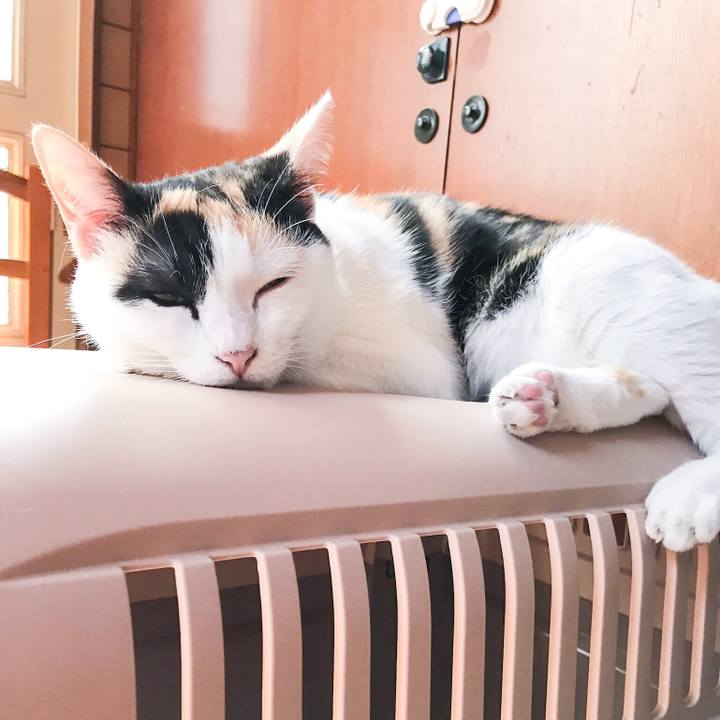 A92ce04b f61c 4cb3 a559 4152adfc306e