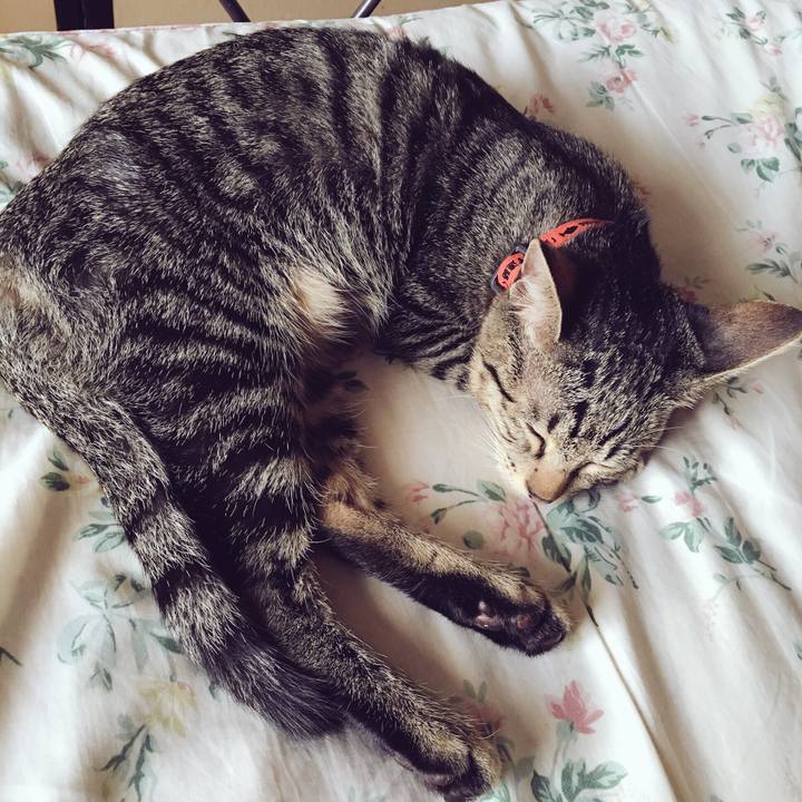 A938fce1 ba6a 4a0b a2b4 0823e46ce2f8