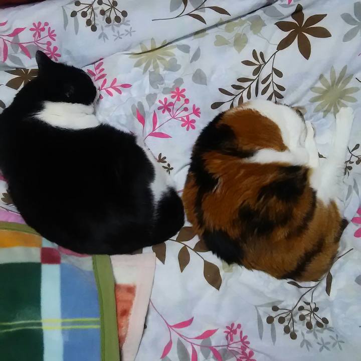 A93c5477 446f 4478 be95 fea3f972034b