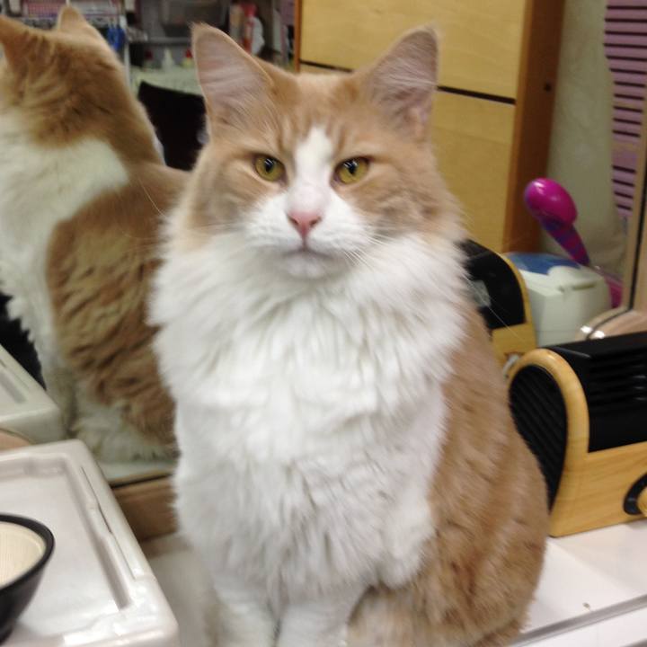 A945a019 74f4 4f66 98ab 9d20168b6fc8