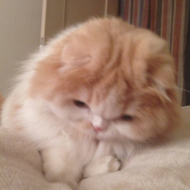 A9465327 4924 4852 b063 36bbaf1e3584