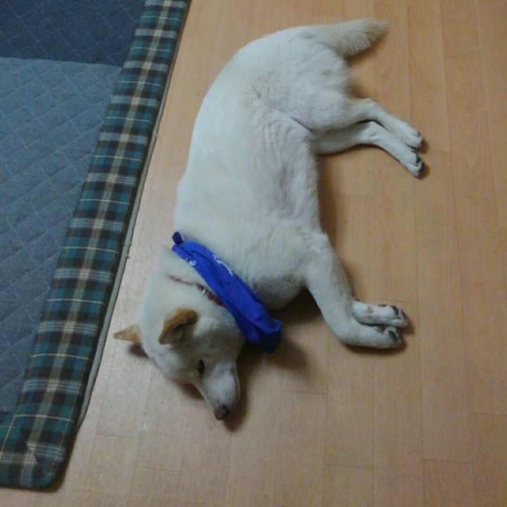 A949066d bf84 409f a5c8 ef9512bda0eb