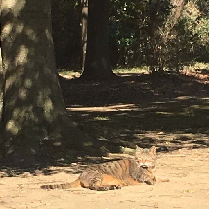 A949f516 1f00 4f98 9f3e 8e94b5694ed3