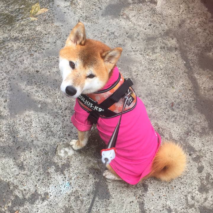 A94a4d7c d704 44dd 9ee5 0af0cf917444