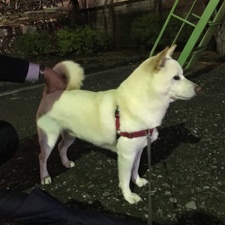 A94f86dd 2170 4541 9902 38e6c43e6025