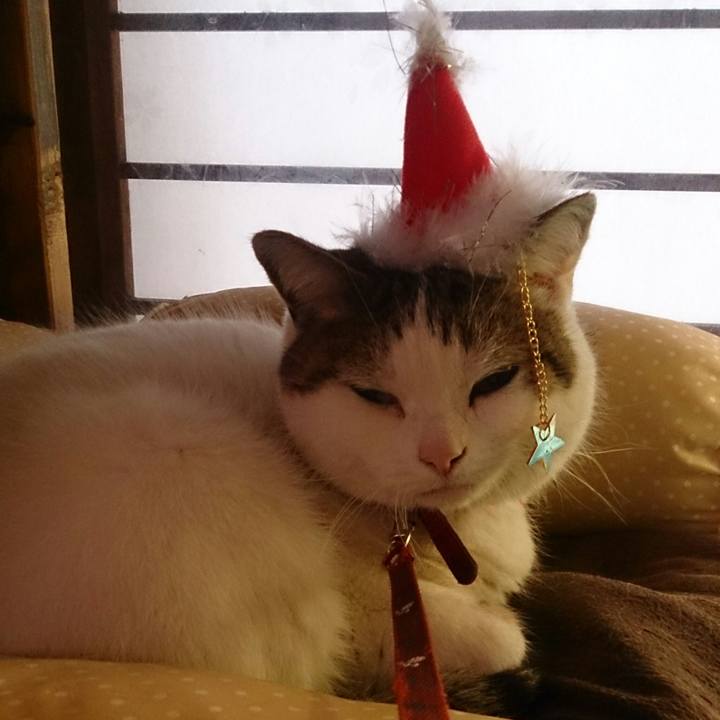 A950126c 2da9 488f a53a 87d77b08b265