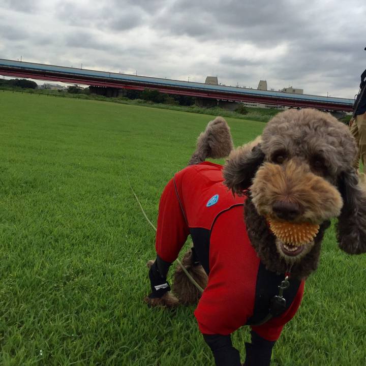 A9532141 b4de 42c6 ad98 2d1bab15ea38