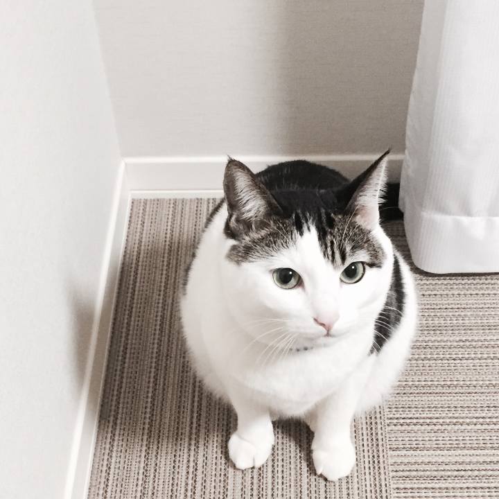 A956c44b c85c 4e5a b1f8 e4f3ce07c9ef