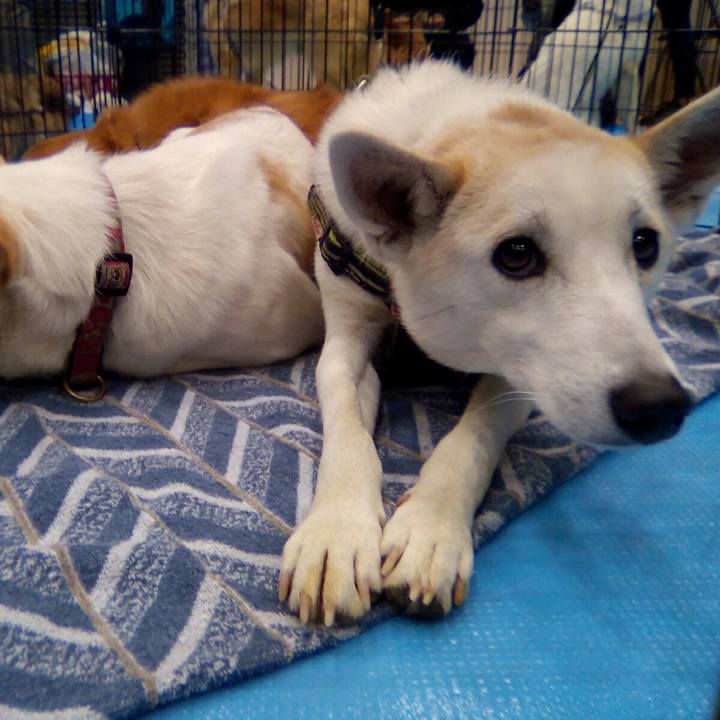 A9596f04 61e8 4bcd 977d edbc32dc39fb