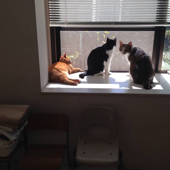 A959e0a0 38d2 41c4 8d3f 7dabb6c34e4f