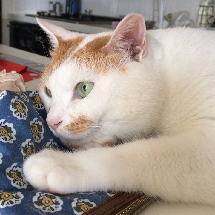 A95d3a5b af19 4546 accd 8c5552809c8d