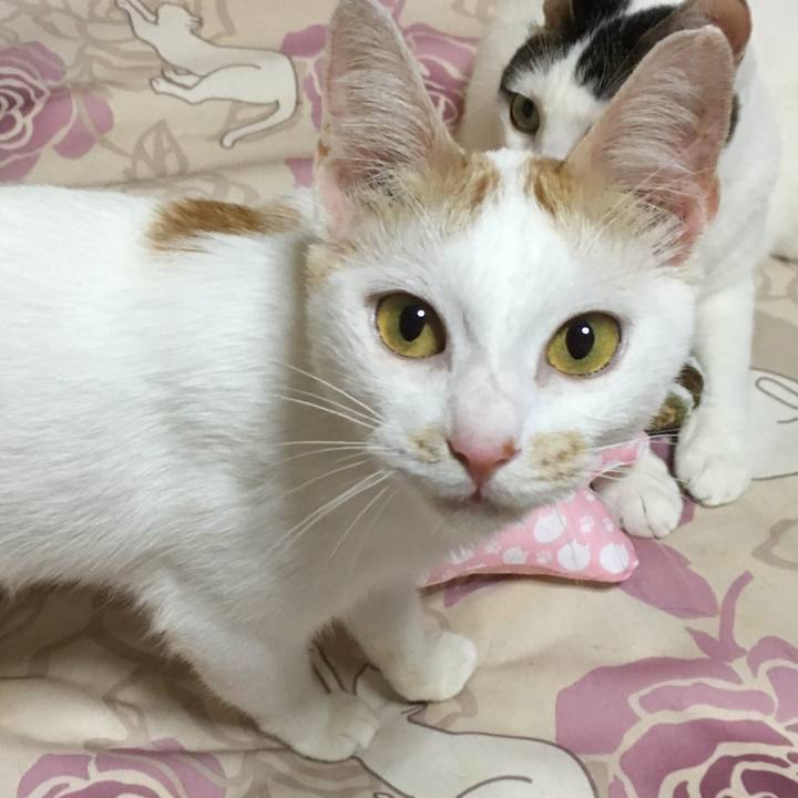 A95ecb8b e4b2 4b8d 8770 e883a4e02332