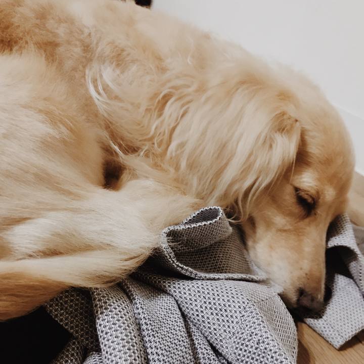 A96a6e63 cb9c 45ac 81c7 fe4ad40dc3b6