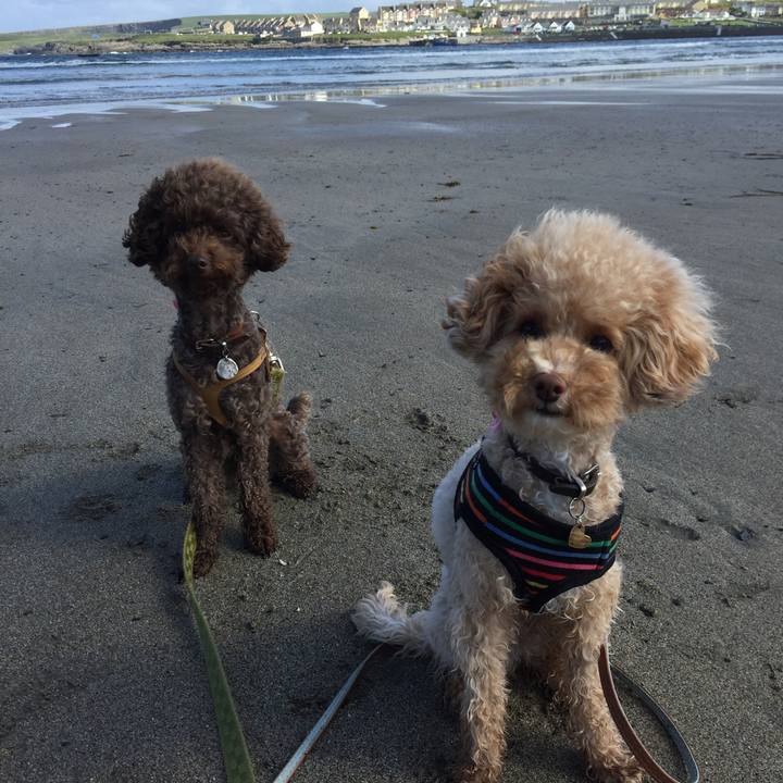 A96da15e dd0e 4437 9217 e502aa0758dc