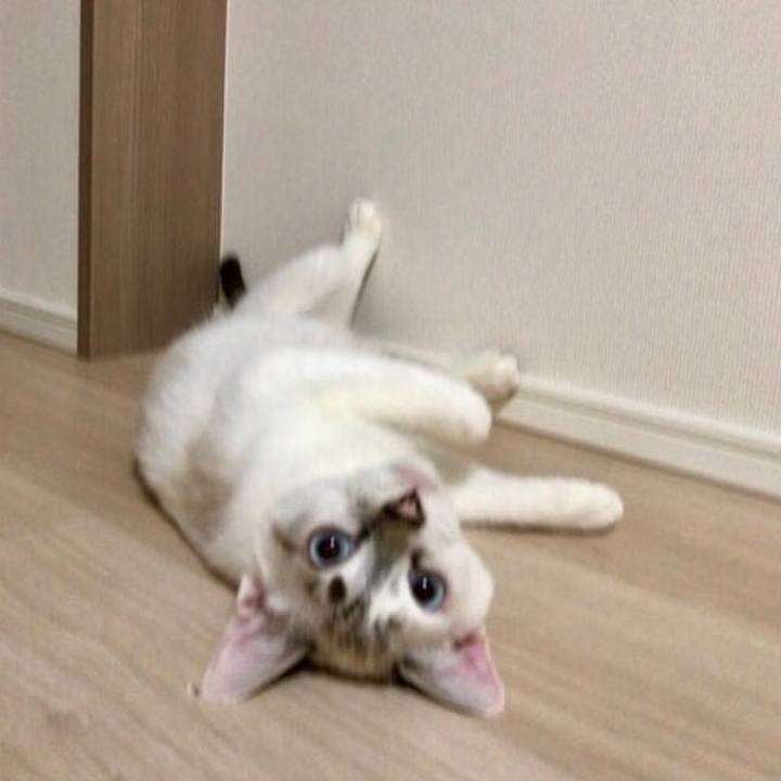 A96ec4fc 0e4f 458a b4a9 9567deb2e9a0