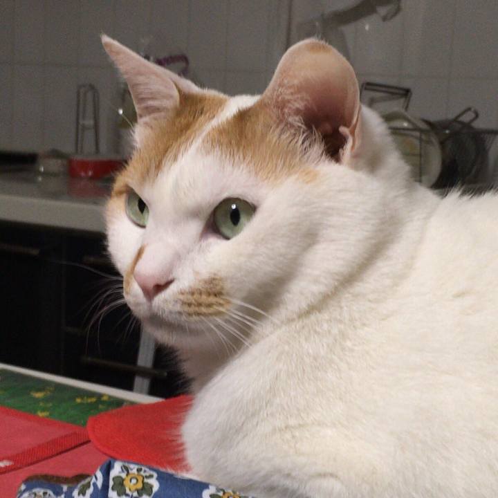 A97716ee 406b 450c 952e f1810e91ab9b