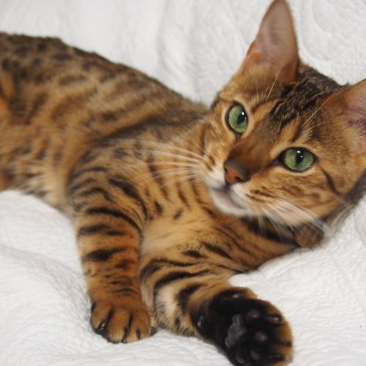 A99255ef 6863 487b 9fda 1e6993b459c2