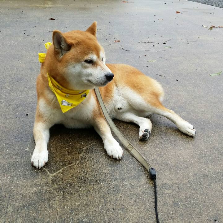 A99c91c3 7685 4de2 98a1 43f5ba0019ba