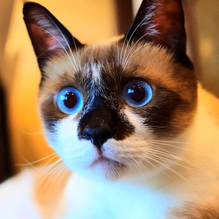 A99fa78d 4092 4ca7 8aac 8ae94fa463f0