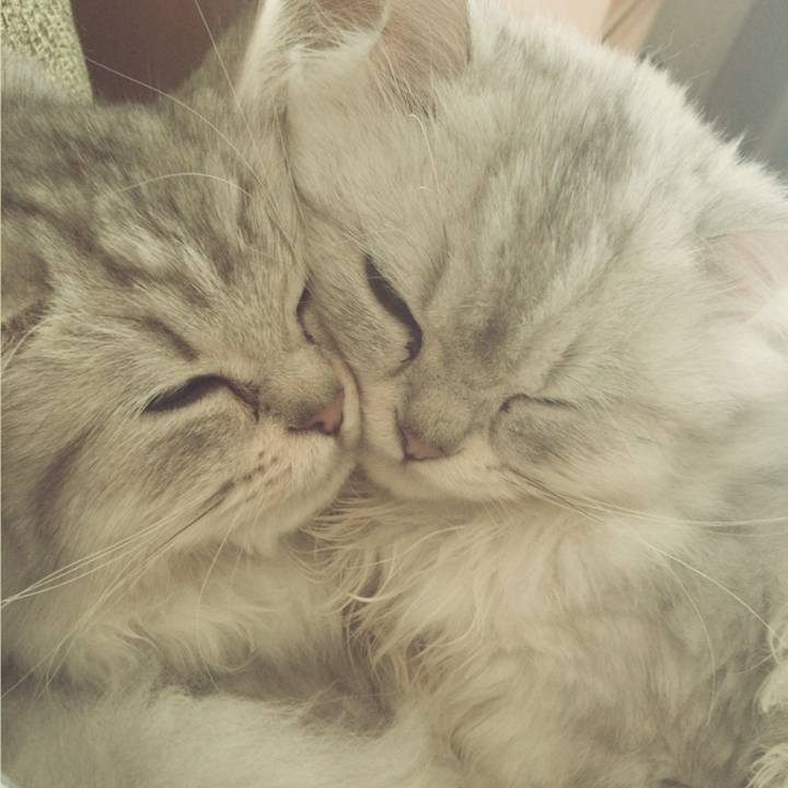 A9a23e12 8815 4bba 9e39 42c4bc335ab9