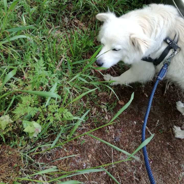 A9a417dc fedf 4c4c 8c2c 805dbb8aa00f