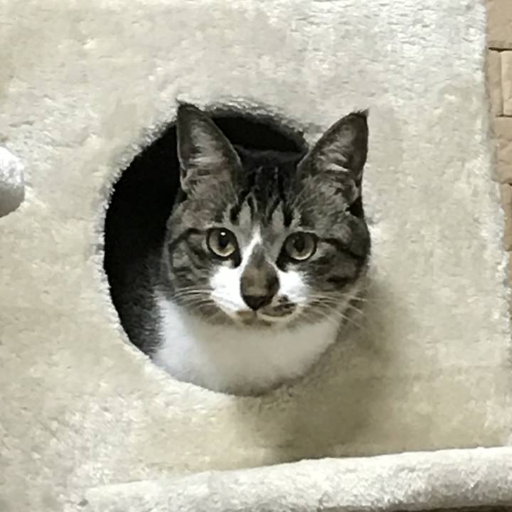 A9a4a31a 9109 4adb b68b 54c3115bfcab