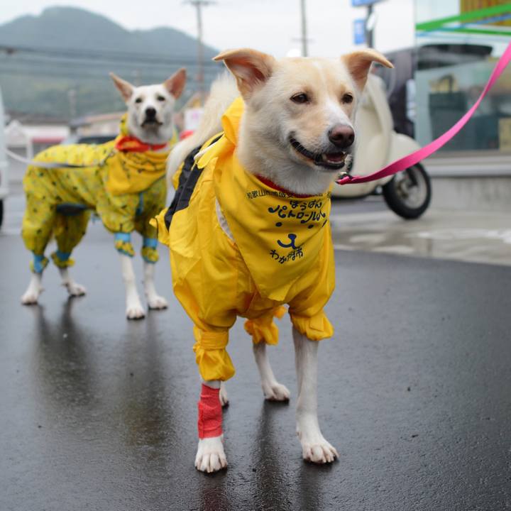 A9a66a7c f94b 42ed 8c2a 045547e7030d