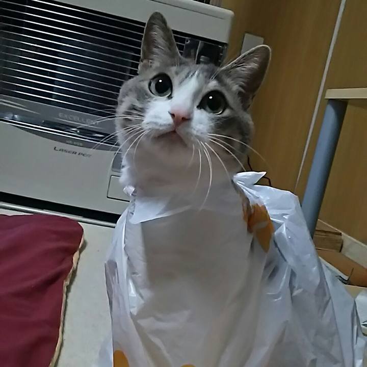 A9ae8e5c aefa 4ca1 a226 4e2373ce4c7f