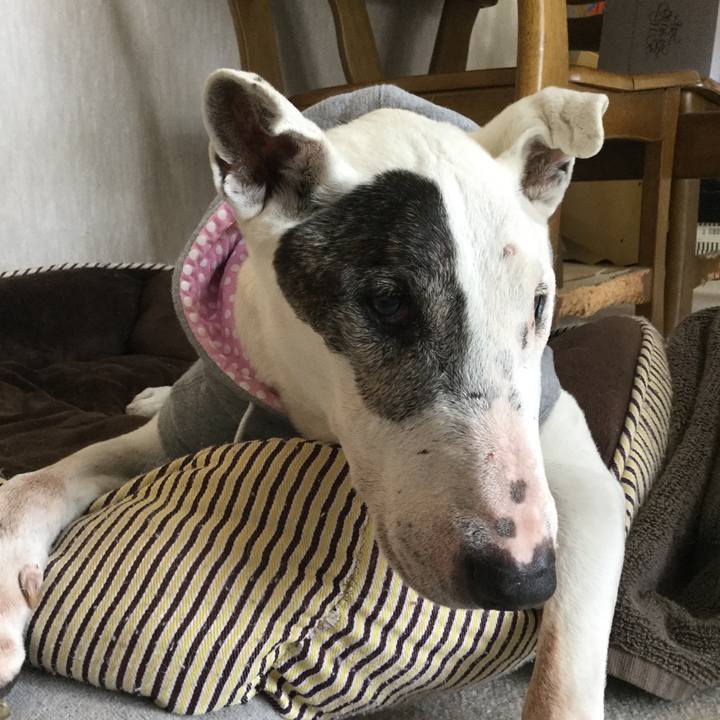 A9b0f6b9 6d67 44df ae35 c6dd3f8dd123