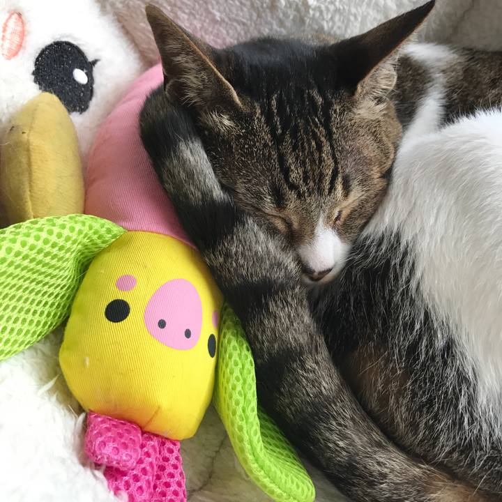 A9bc87a6 2c85 4fbd b3cc d492595e217f