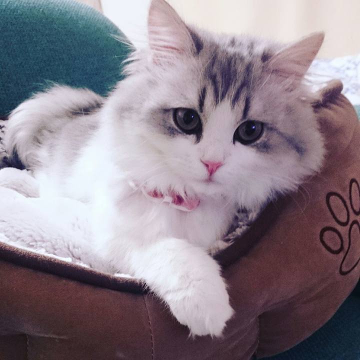 A9bca11c 9c9a 4d53 8754 6379e6bee84a