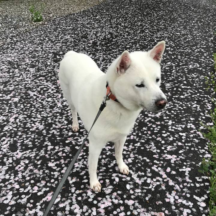 A9c11661 d74c 416a b183 2353cfedb5b4