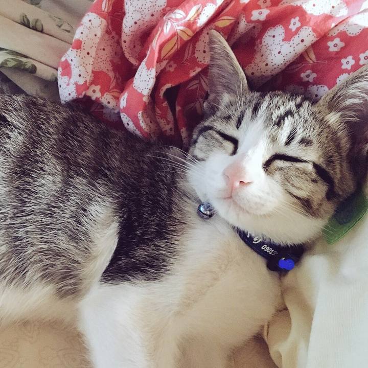 A9c816f4 cfcb 44c6 864c 44c813edf963