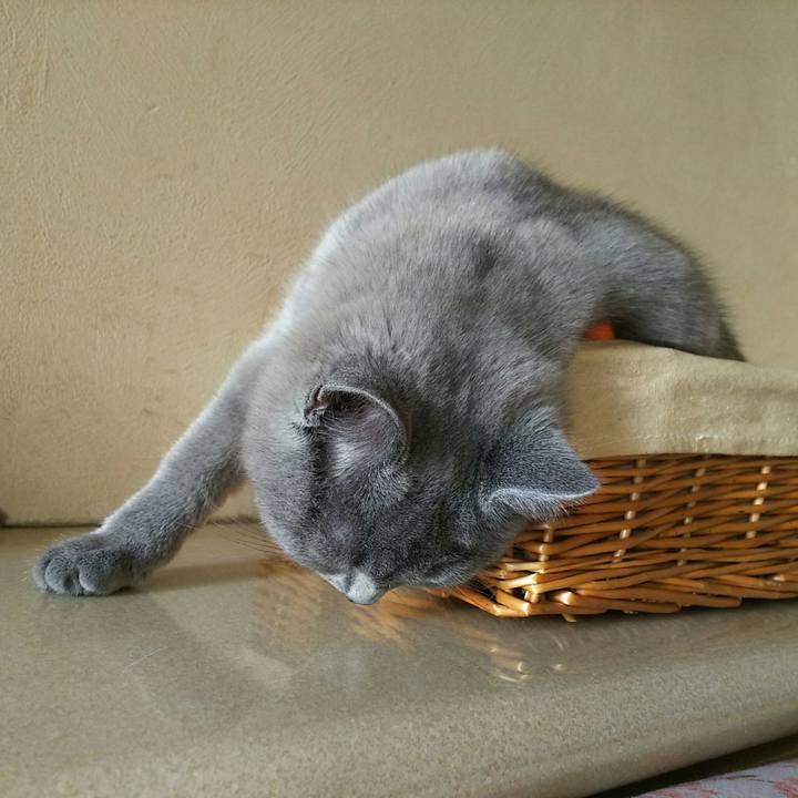 A9c8e9bc 06f0 423d 96b6 8a4b77876494