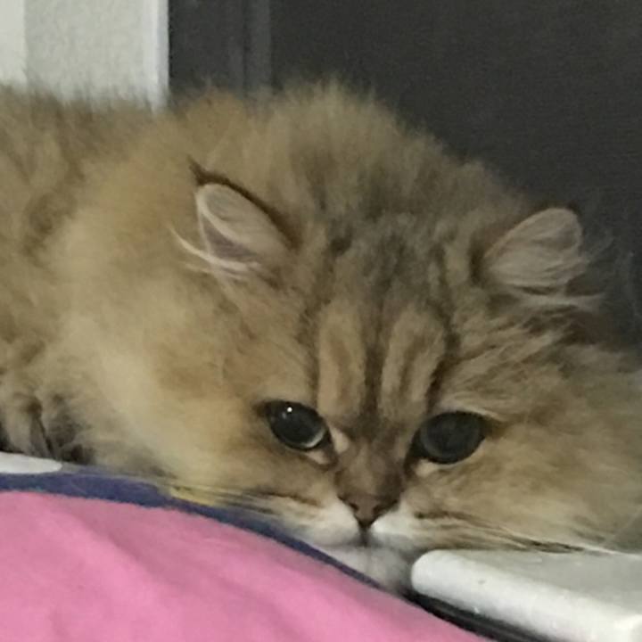 A9d2e09b 4549 45ed 99fc 59bd07f4c52e