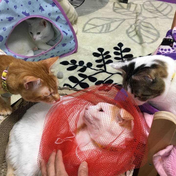 A9d78e5a 9b4f 4211 a472 0c8a1b1b2b9a