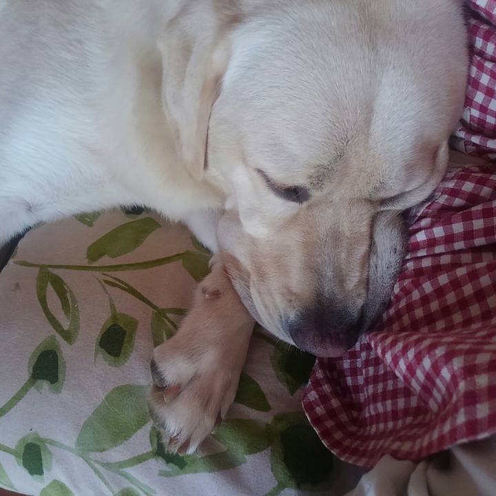 A9d8e4c4 9b0d 481b 88b8 6ef4b368d149