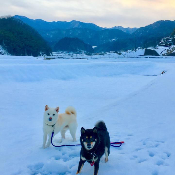 A9dd11c6 c4c7 4ccb 9654 c66c3bef69c2