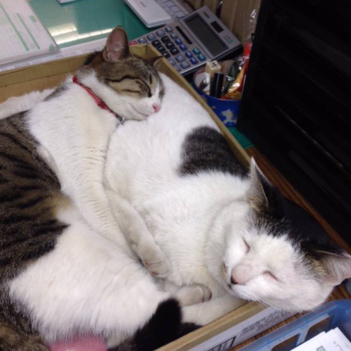 A9e72637 e7e3 4164 b394 6381659d4185