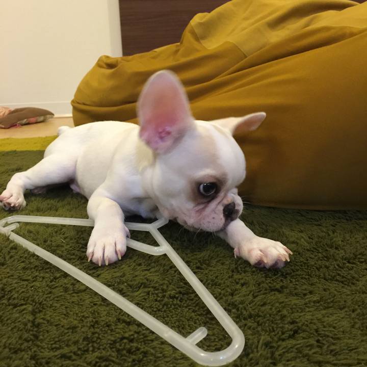 A9eef11a 159f 4c85 abc2 2c20c8464127