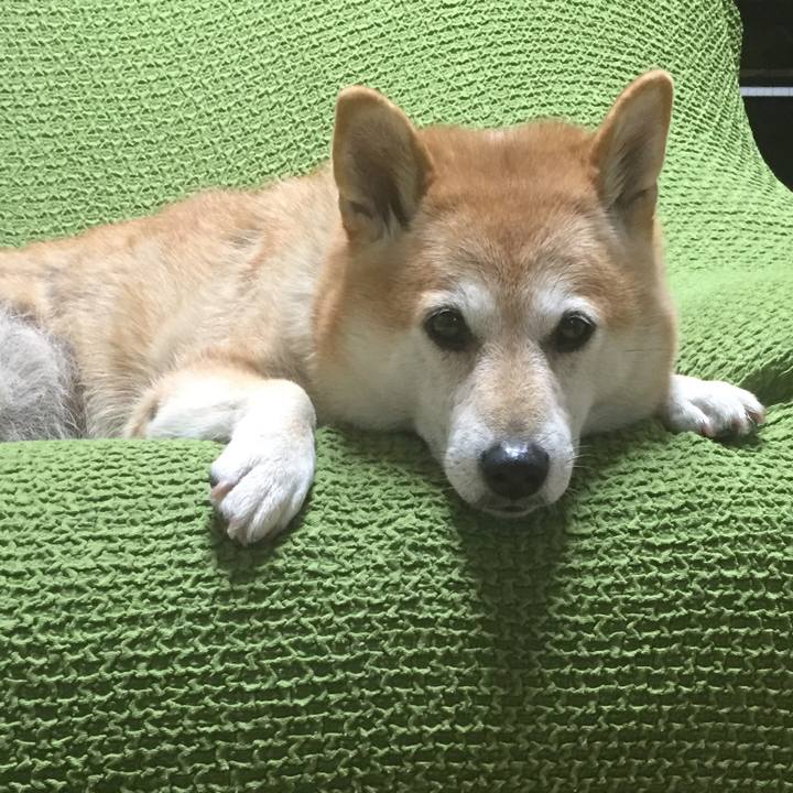 A9f66a02 b507 480e 8bca 6ed175c91521