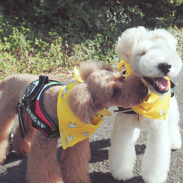 Aa0821ff 20a9 438f b14b 9e680cbeb72a