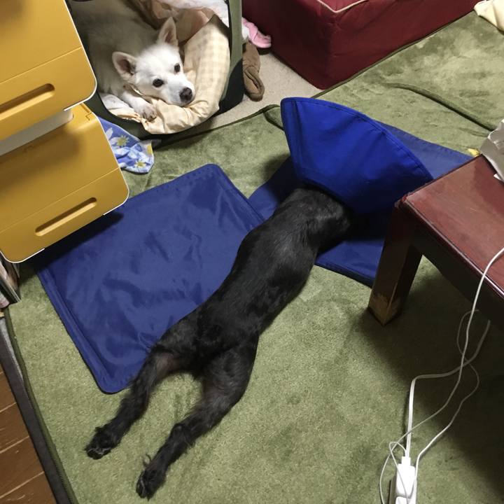 Aa0933e4 3635 40a0 9277 f674038a9438