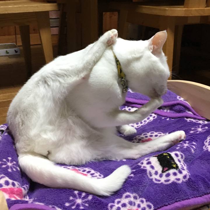 Aa0a5be5 13a8 4853 a11a 08794d5bf395