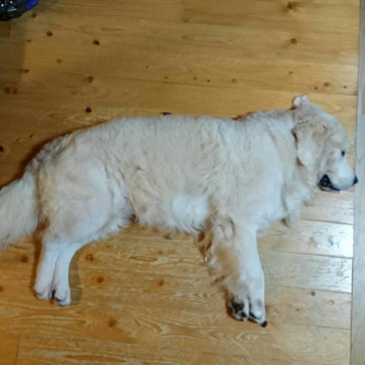 Aa138240 4d5a 40f2 a8a3 c1b795358d4e