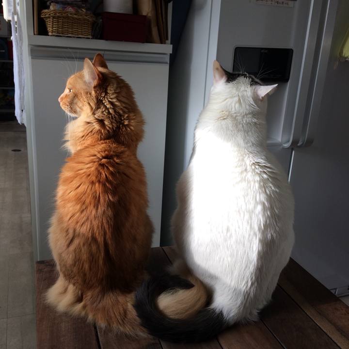 Aa171220 4c14 473a 9370 0fcd0b8a28e4